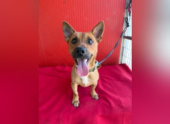 Robi, Dackel-Mix, Rüde, ca. 1 Jahr, ca. 30 cm, 7 kg