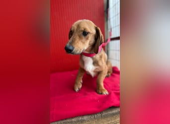 Lenny, Dackel-Mix, Rüde, ca. 1 Jahr, 35 cm