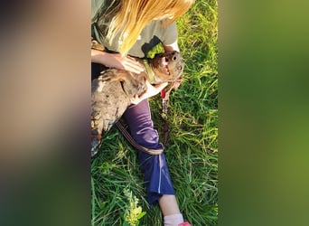 Merlin, Kurzhaardackel, Rüde, geb. ca. 10.2023, 26 cm, ca. 5,5 kg