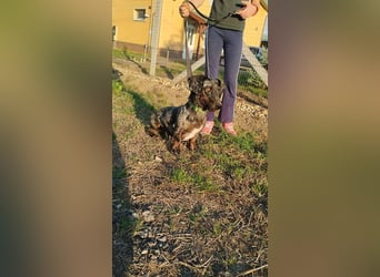 Merlin, Kurzhaardackel, Rüde, geb. ca. 10.2023, 26 cm, ca. 5,5 kg