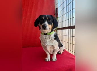 Ella, Dackel-Mix, Hündin, ca. 1 Jahr, 30 cm, 10 kg