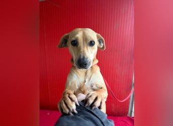 Mia, Dackel-Mix, Hündin, geb. am 01.01.2021, 30 cm, 8,5 kg