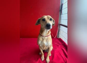 Mia, Dackel-Mix, Hündin, geb. am 01.01.2021, 30 cm, 8,5 kg