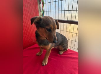 Emma, Dackel-Mix, Hündin, ca. 1 Jahr, 30 cm, 10 kg