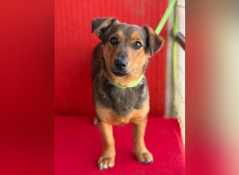 Emma, Dackel-Mix, Hündin, ca. 1 Jahr, 30 cm, 10 kg