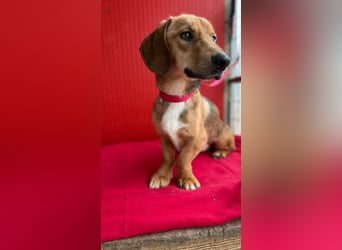 Lenny, Dackel-Mix, Rüde, ca. 1 Jahr, 35 cm