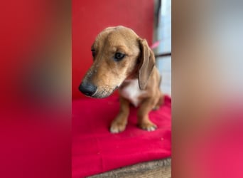 Lenny, Dackel-Mix, Rüde, ca. 1 Jahr, 35 cm