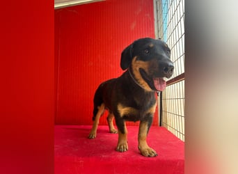 Joker, Dackel-Mix, Rüde, geb. am 04.01.2025, 35 cm, 12 kg