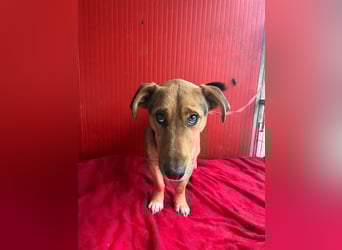 Benji, Dackel-Mix, Rüde, geb. am 18.12.2023, 32 cm