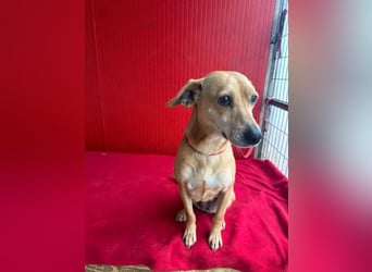 Mia, Dackel-Mix, Hündin, geb. am 01.01.2021, 30 cm, 8,5 kg