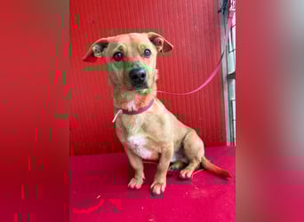 Fritz, Dackel-Mix, Rüde, geb. am 01.12.2021, 30 cm