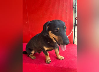 Joker, Dackel-Mix, Rüde, geb. am 04.01.2025, 35 cm, 12 kg