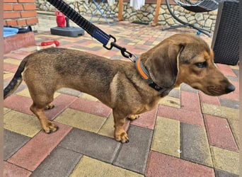 Funny, Dackel-Mix, Hündin, 1,5 Jahre, ca. 30 cm