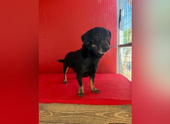 Teddy, Dackel-Mix, Rüde, geb. am 24.05.2019, 30 cm, 9 kg