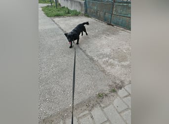 Greta, Dackel-Mix, Hündin, ca. 2 Jahre, ca. 30 cm