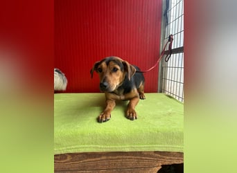 Fritz, Dackel-Mix, Rüde, geb. am 12.02.2024, 36 cm, 12 kg