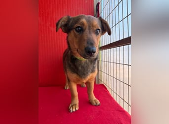 Emma, Dackel-Mix, Hündin, ca. 1 Jahr, 30 cm, 10 kg