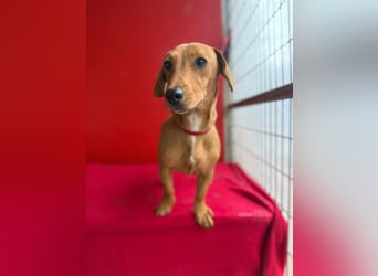 Sani, Dackel-Mix, Hündin, ca. 1 Jahr, ca. 30 cm