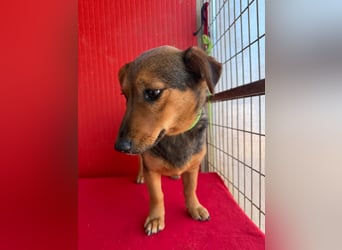 Emma, Dackel-Mix, Hündin, ca. 1 Jahr, 30 cm, 10 kg