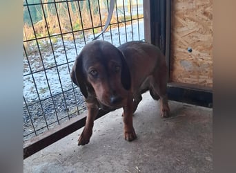 Mia, Dackel-Mix, Hündin, ca. 2,5 Jahre, ca. 30 - 35 cm