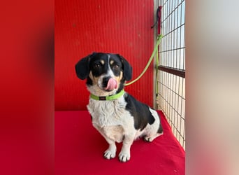 Ella, Dackel-Mix, Hündin, ca. 1 Jahr, 30 cm, 10 kg