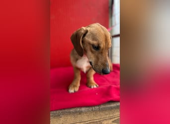 Lenny, Dackel-Mix, Rüde, ca. 1 Jahr, 35 cm