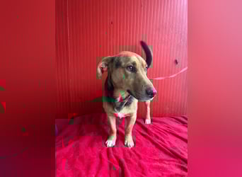Benji, Dackel-Mix, Rüde, geb. am 18.12.2023, 32 cm