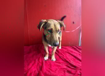 Benji, Dackel-Mix, Rüde, geb. am 18.12.2023, 32 cm