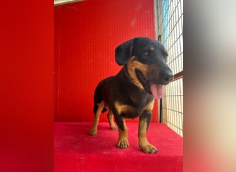Joker, Dackel-Mix, Rüde, geb. am 04.01.2025, 35 cm, 12 kg