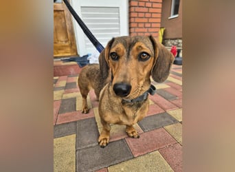 Funny, Dackel-Mix, Hündin, 1,5 Jahre, ca. 30 cm