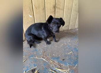 Malna, Dackel-Mix, Hündin, ca. 2 Jahre, ca. 25 cm, 6 kg