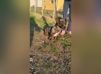 Merlin, Kurzhaardackel, Rüde, geb. ca. 10.2023, 26 cm, ca. 5,5 kg