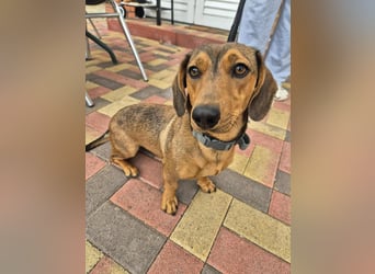 Funny, Dackel-Mix, Hündin, 1,5 Jahre, ca. 30 cm