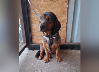 Mia, Dackel-Mix, Hündin, ca. 2,5 Jahre, ca. 30 - 35 cm