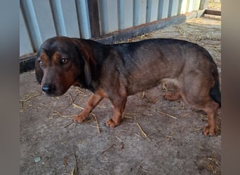 Mia, Dackel-Mix, Hündin, ca. 2,5 Jahre, ca. 30 - 35 cm