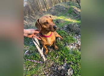 Samu, Dackel-Mix, Rüde, geb. am 10.06.2024, ca. 30 cm