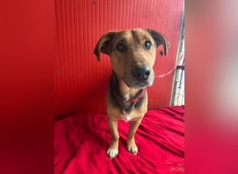 Benji, Dackel-Mix, Rüde, geb. am 18.12.2023, 32 cm
