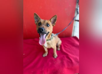 Robi, Dackel-Mix, Rüde, ca. 1 Jahr, ca. 30 cm, 7 kg