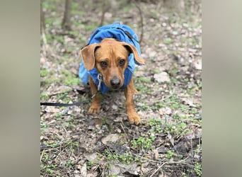 Samu, Dackel-Mix, Rüde, geb. am 10.06.2024, ca. 30 cm