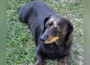Kalle, Dackel-Mix, Rüde, 10 Jahre, ca. 30 cm - Notfall -