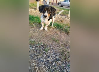 Jojo, Dackel-Mix, Rüde, geb. ca. 08.2024, 30 cm, 10 kg