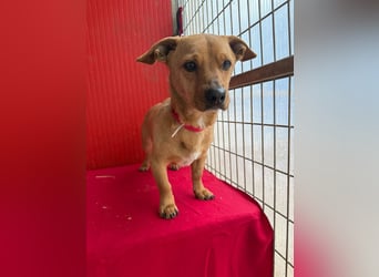 Fritz, Dackel-Mix, Rüde, geb. am 01.12.2021, 30 cm