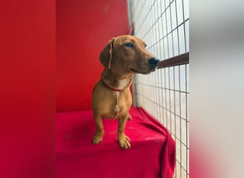 Sani, Dackel-Mix, Hündin, ca. 1 Jahr, ca. 30 cm