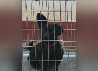 Greta, Dackel-Mix, Hündin, ca. 2 Jahre, ca. 30 cm