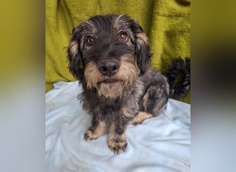 Rudo, Dackel-Mix, Rüde, ca. 1 Jahr, 32 cm, 9 kg
