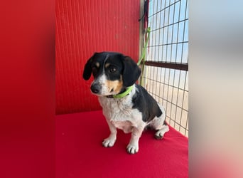 Ella, Dackel-Mix, Hündin, ca. 1 Jahr, 30 cm, 10 kg