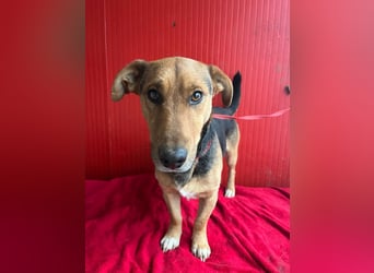 Benji, Dackel-Mix, Rüde, geb. am 18.12.2023, 32 cm