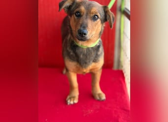 Emma, Dackel-Mix, Hündin, ca. 1 Jahr, 30 cm, 10 kg