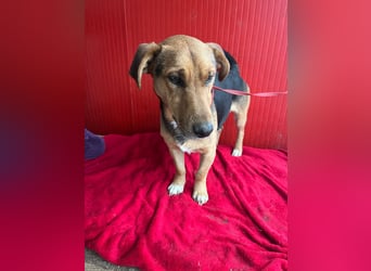 Benji, Dackel-Mix, Rüde, geb. am 18.12.2023, 32 cm