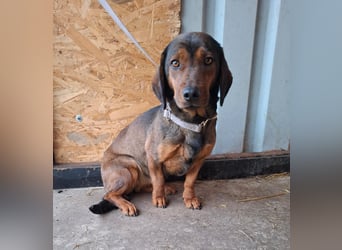 Mia, Dackel-Mix, Hündin, ca. 2,5 Jahre, ca. 30 - 35 cm